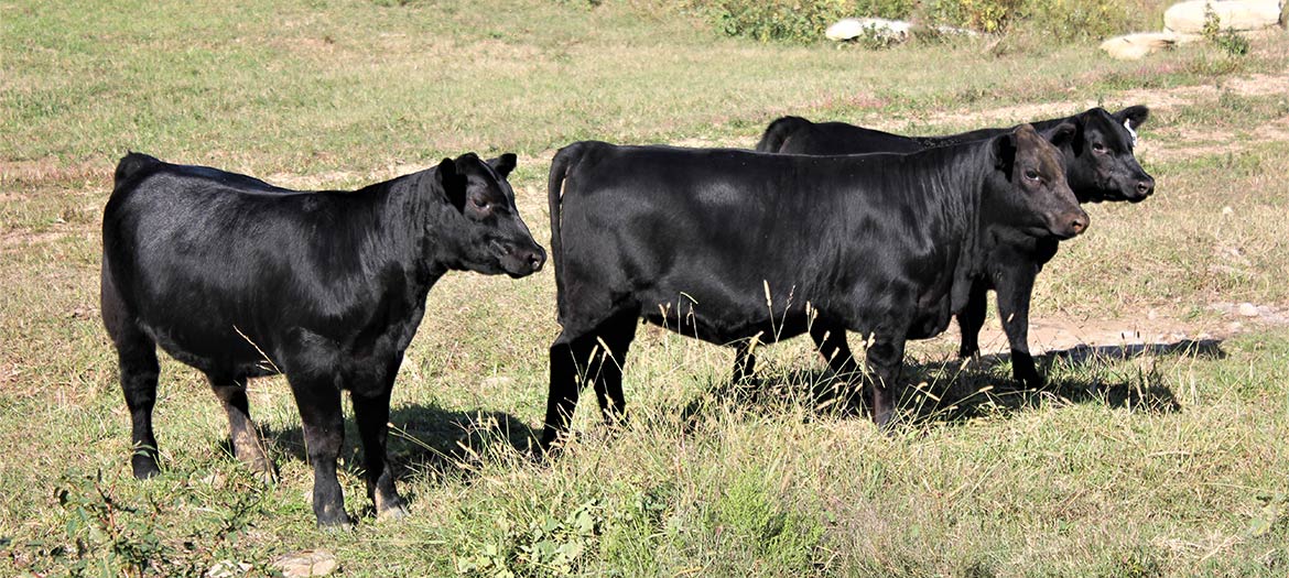Heifer Calves Pasture